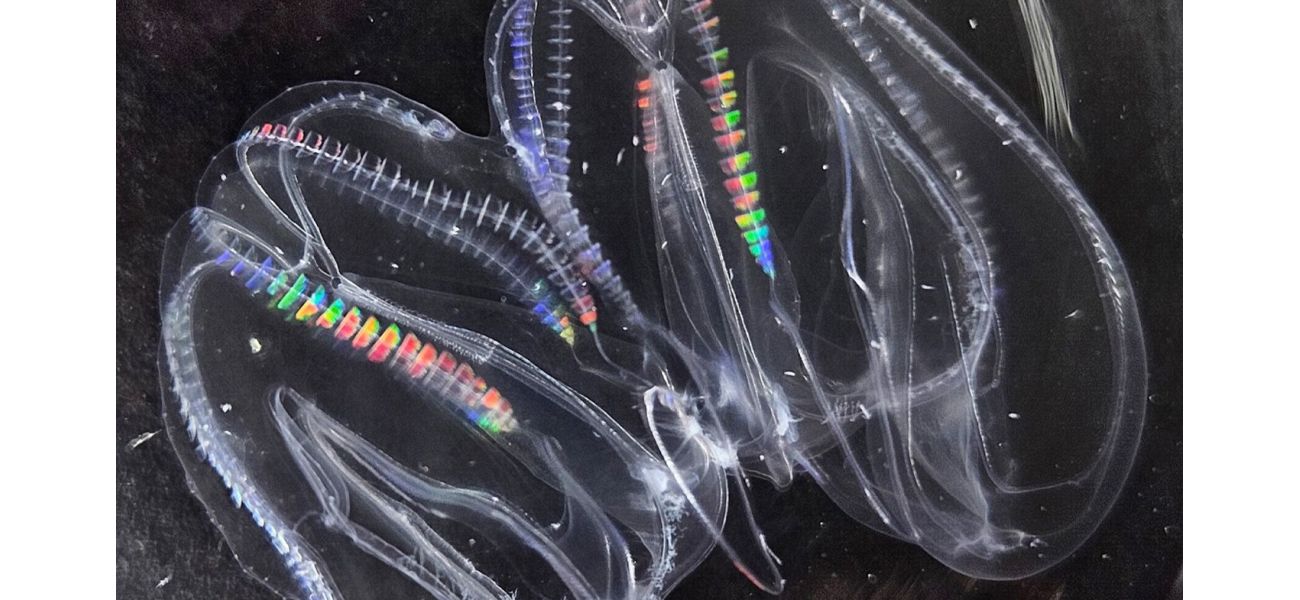 One of the earliest creatures, the comb jelly, has the ability to merge with another.
