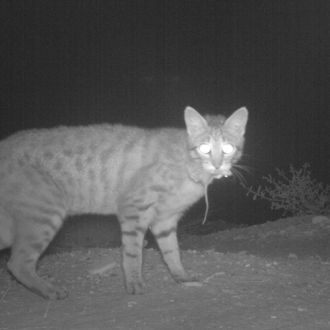 In one day, this lethal hunter will claim the lives of 5 million indigenous creatures.