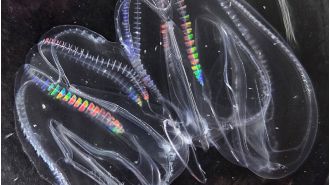 One of the earliest creatures, the comb jelly, has the ability to merge with another.