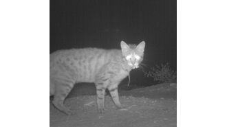 In one day, this lethal hunter will claim the lives of 5 million indigenous creatures.
