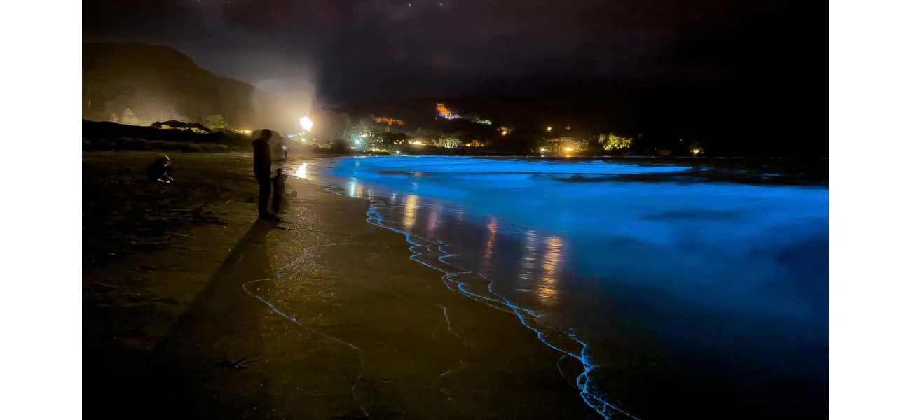 Sparkling algae dazzle with New Year's light display, making for an awe-inspiring sight.