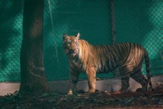 Zeenat the Tigress will be back in Similipal, Odisha by Tuesday night, according to an official.