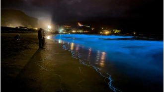 Sparkling algae dazzle with New Year's light display, making for an awe-inspiring sight.