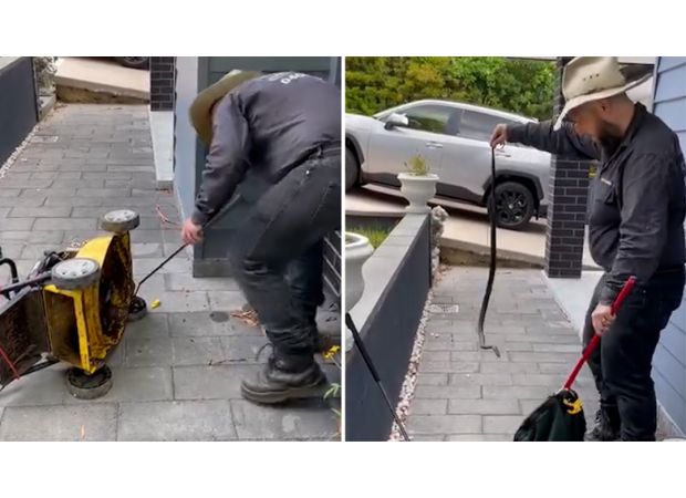 Man discovers lethal serpent coiled within ancient yard machine