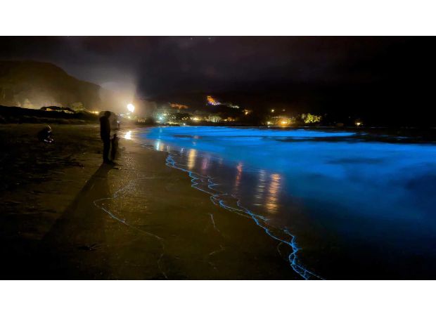 Sparkling algae dazzle with New Year's light display, making for an awe-inspiring sight.