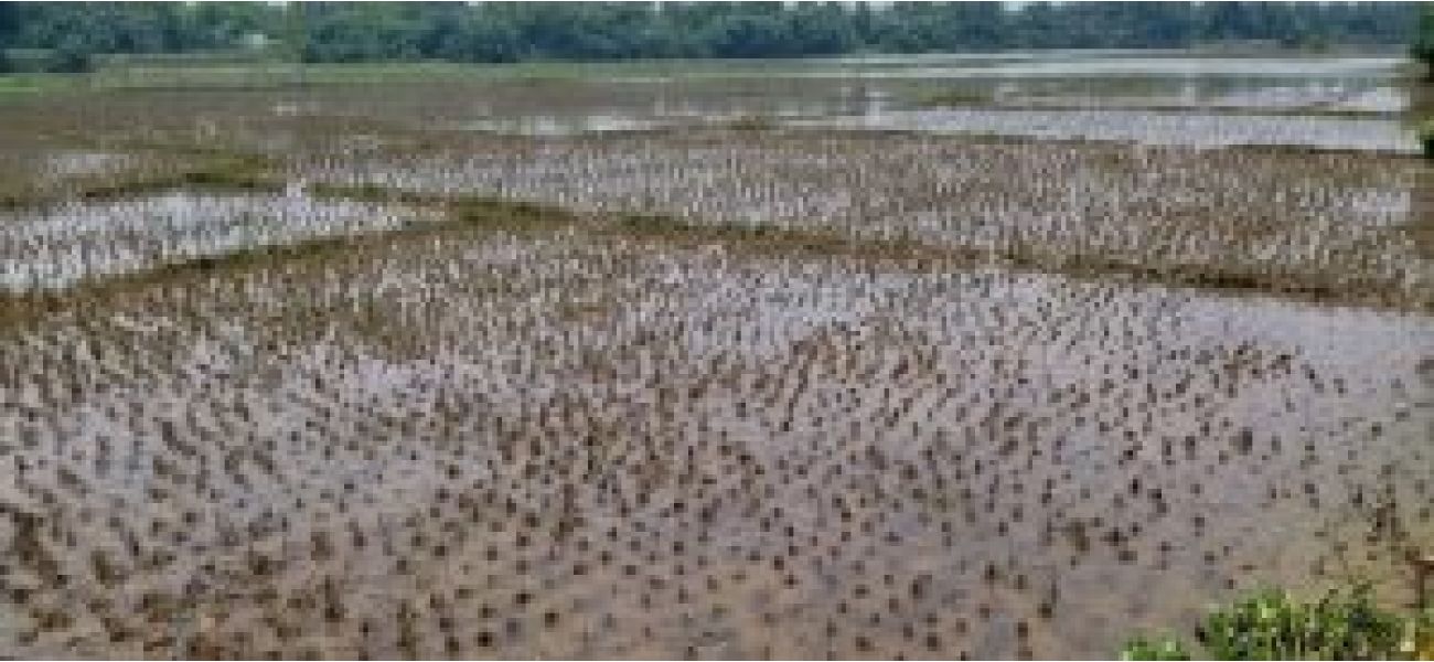Government approves continuation of crop insurance schemes worth Rs 69,515.71cr for farmers.