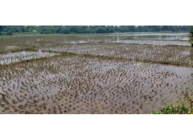 Government approves continuation of crop insurance schemes worth Rs 69,515.71cr for farmers.