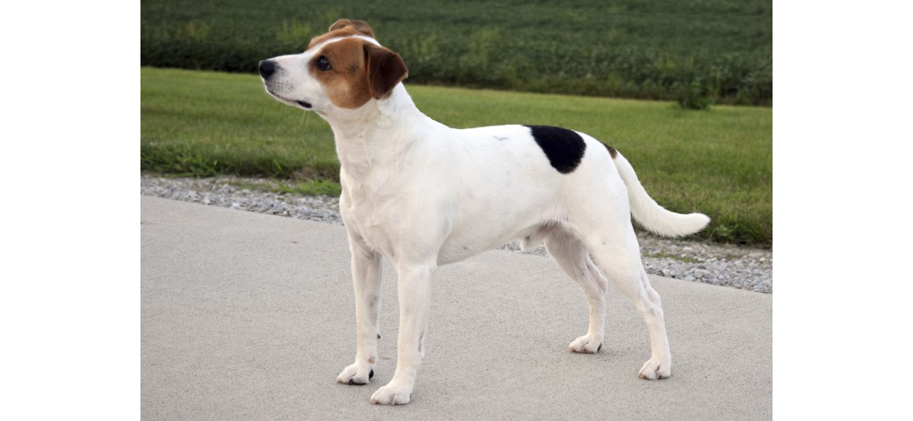 Introducing the latest addition to the American Kennel Club's roster of breeds.