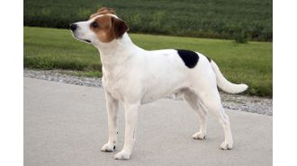 Introducing the latest addition to the American Kennel Club's roster of breeds.