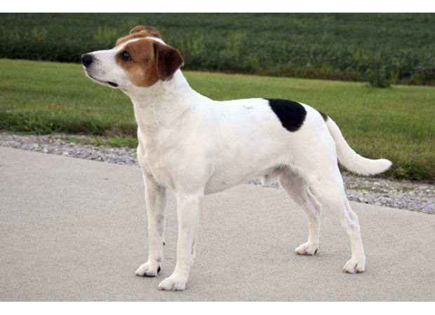 Introducing the latest addition to the American Kennel Club's roster of breeds.