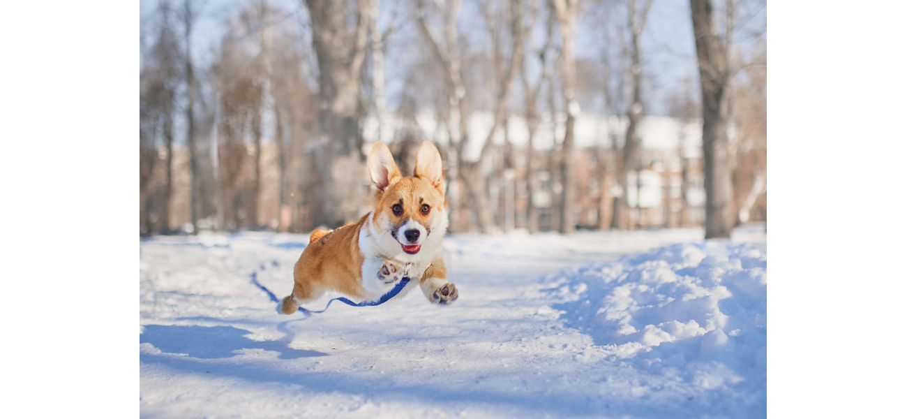 It's too cold to take your dog for a walk at this particular temperature.