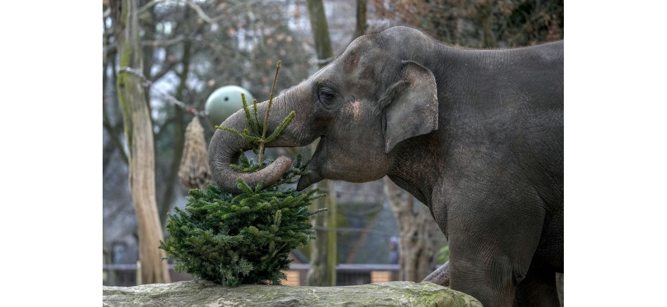 Berlin Zoo's elephants enjoy a meal of leftover Christmas trees.