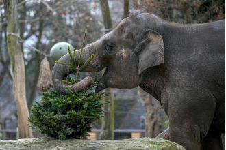 Berlin Zoo's elephants enjoy a meal of leftover Christmas trees.