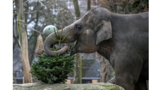 Berlin Zoo's elephants enjoy a meal of leftover Christmas trees.