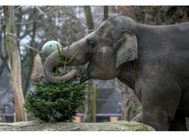 Berlin Zoo's elephants enjoy a meal of leftover Christmas trees.