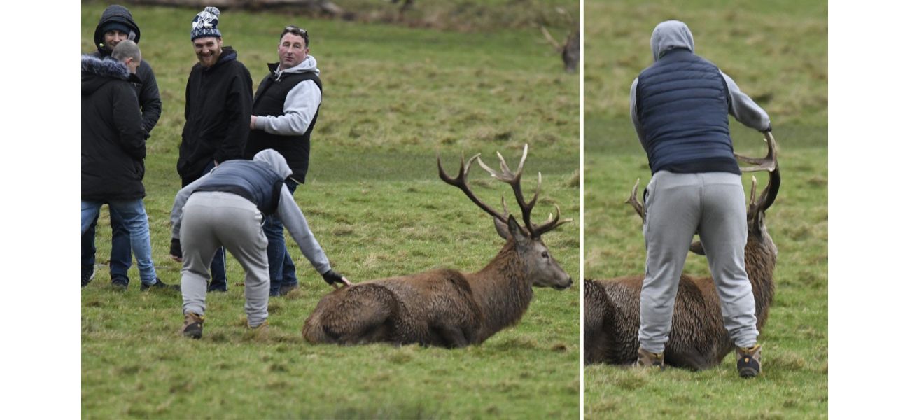 A disturbing incident where a gang attacked a wild stag by tugging on its antlers.