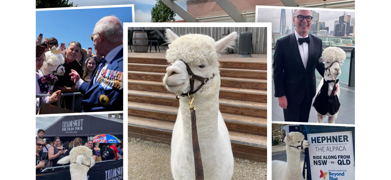 Hephner, the beloved alpaca with a devoted fan base, is known for his charitable deeds.