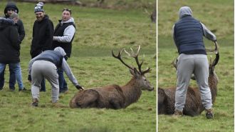A disturbing incident where a gang attacked a wild stag by tugging on its antlers.