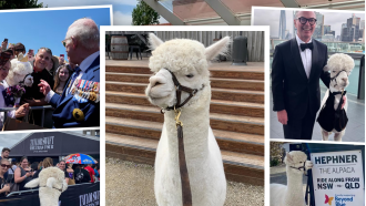 Hephner, the beloved alpaca with a devoted fan base, is known for his charitable deeds.