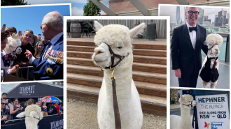 Hephner, the beloved alpaca with a devoted fan base, is known for his charitable deeds.