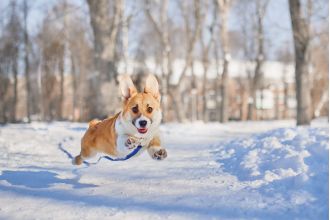 Is it safe to take your dog for a snowy walk? Consider the temperature before venturing out.