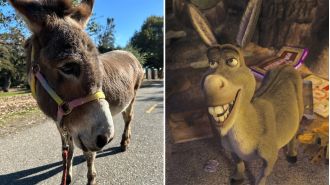 The donkey that inspired the iconic character of Shrek has passed away at the age of 30.