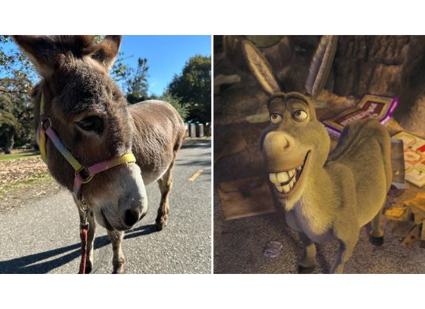 The donkey that inspired the iconic character of Shrek has passed away at the age of 30.