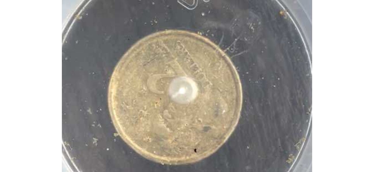 Lifeguards post video of dangerous jellyfish discovered at popular beach.