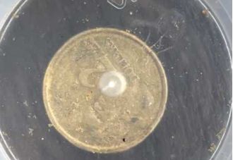 Lifeguards post video of dangerous jellyfish discovered at popular beach.