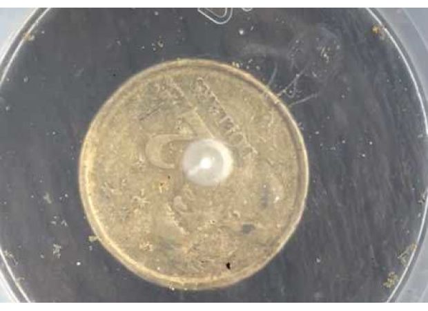 Lifeguards post video of dangerous jellyfish discovered at popular beach.