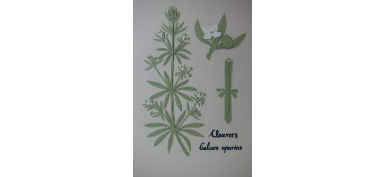 Hamish Martin is thankful for cleavers because it effectively removes toxins and boosts the immune system.