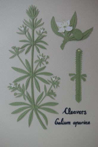 Hamish Martin is thankful for cleavers because it effectively removes toxins and boosts the immune system.