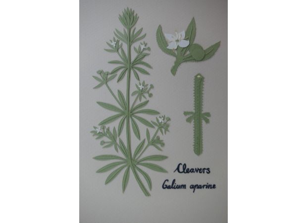 Hamish Martin is thankful for cleavers because it effectively removes toxins and boosts the immune system.