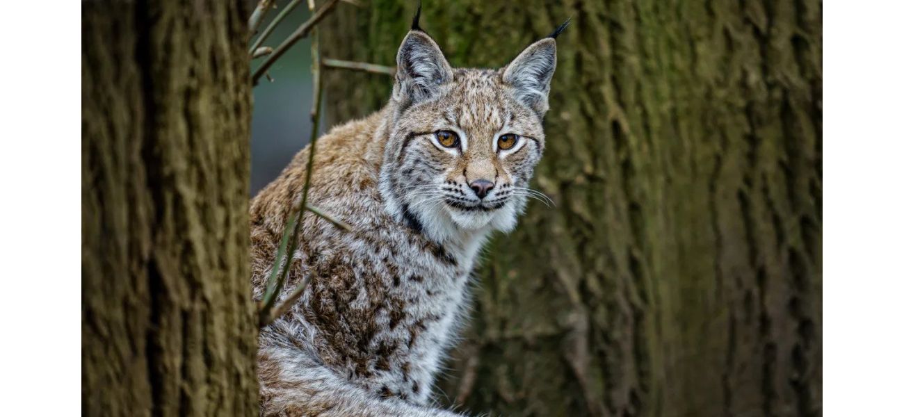 Big predator on the loose in Scotland, ranks third in Europe.