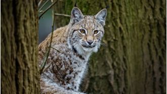 Big predator on the loose in Scotland, ranks third in Europe.