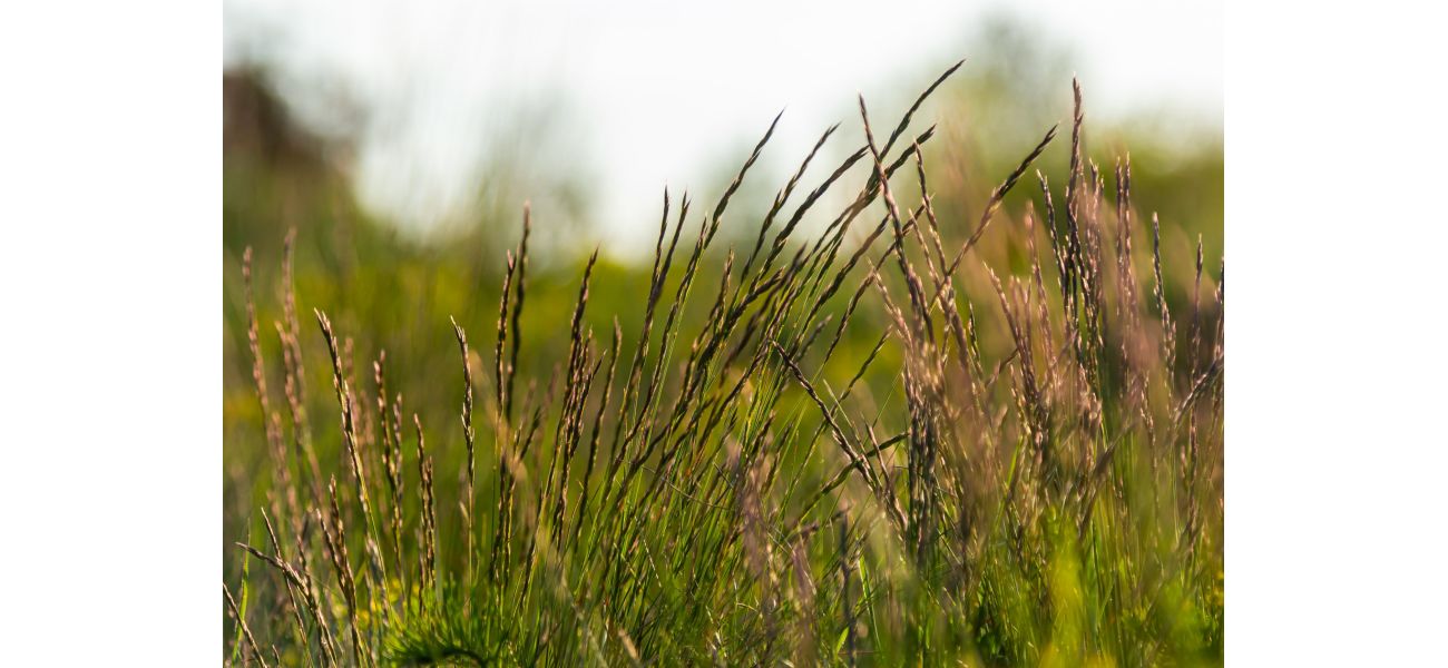 A 'unkillable' weed, resistant to potent herbicides, has been discovered in UK for the first time.