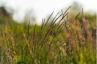 A 'unkillable' weed, resistant to potent herbicides, has been discovered in UK for the first time.