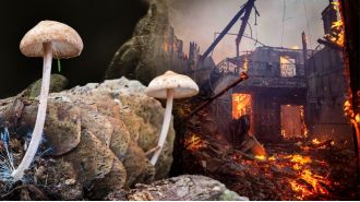 Concerns over the potential spread of lethal fungi from LA wildfires - could it resemble the video game, The Last of Us?