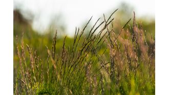 A 'unkillable' weed, resistant to potent herbicides, has been discovered in UK for the first time.