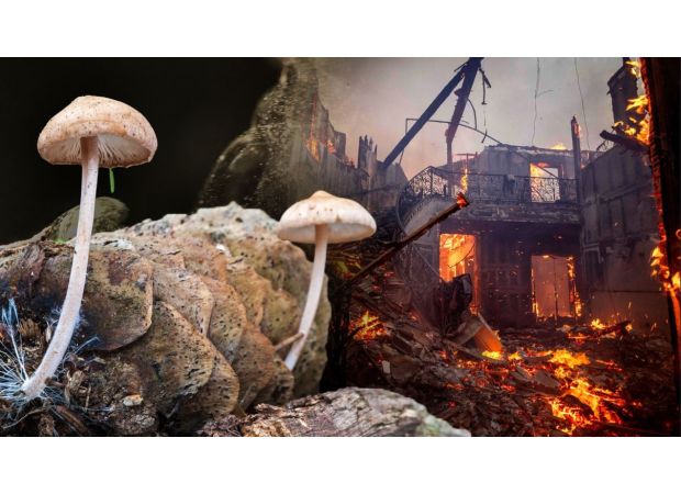 Concerns over the potential spread of lethal fungi from LA wildfires - could it resemble the video game, The Last of Us?