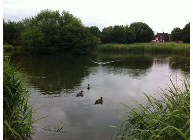 People jumped into icy water to save their dogs.