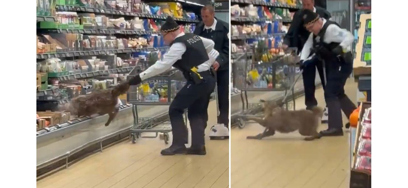 A surprising moment as a coyote is removed from a fridge in a grocery store.