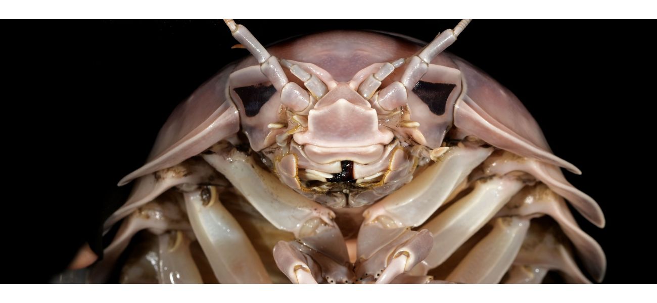 A large bug the size of a rabbit resides in the dark and is called Darth Vader.