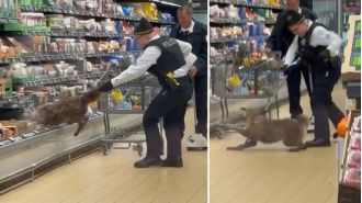 A surprising moment as a coyote is removed from a fridge in a grocery store.