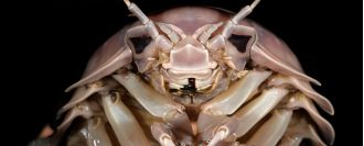 A large bug the size of a rabbit resides in the dark and is called Darth Vader.