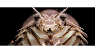 A large bug the size of a rabbit resides in the dark and is called Darth Vader.