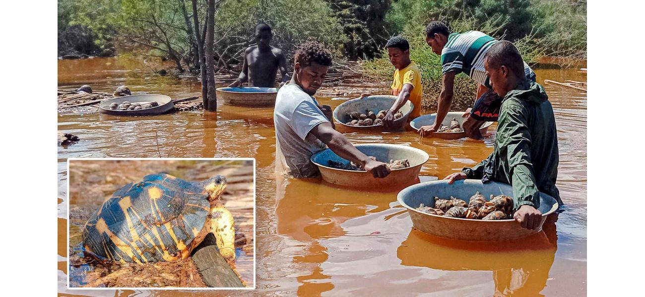 A flood at a sanctuary resulted in thousands of tortoises being saved.