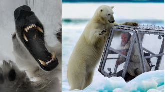 Cameraman nearly killed by polar bear while filming with David Attenborough.