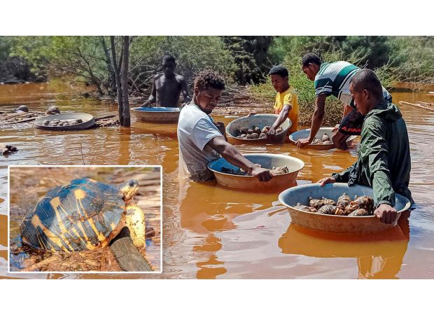 A flood at a sanctuary resulted in thousands of tortoises being saved.