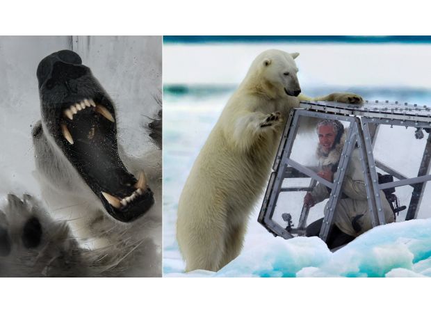 Cameraman nearly killed by polar bear while filming with David Attenborough.